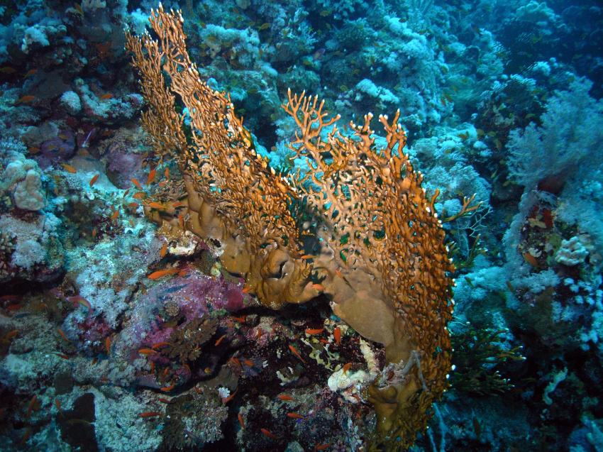 Safaga 01/2011 Teil 3, Safaga - allgemein,Ägypten