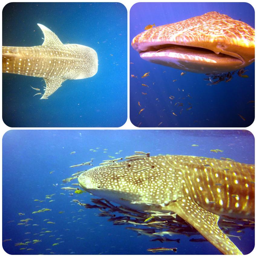 Walhaie in El Nido, Whaleshark in El Nido, Tabanka Divers, El Nido, Palawan, Philippinen