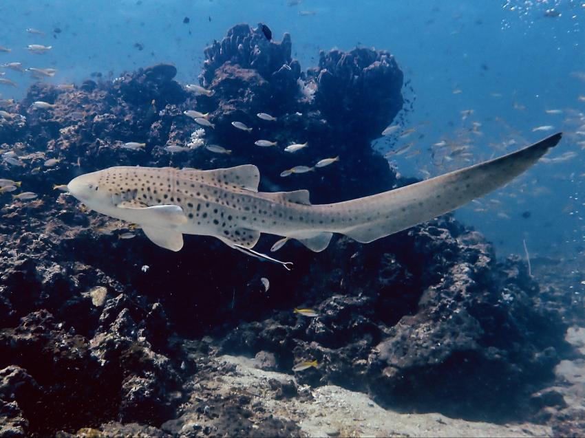 Aloha Diving, Rawai, Phuket, Thailand, Andamanensee