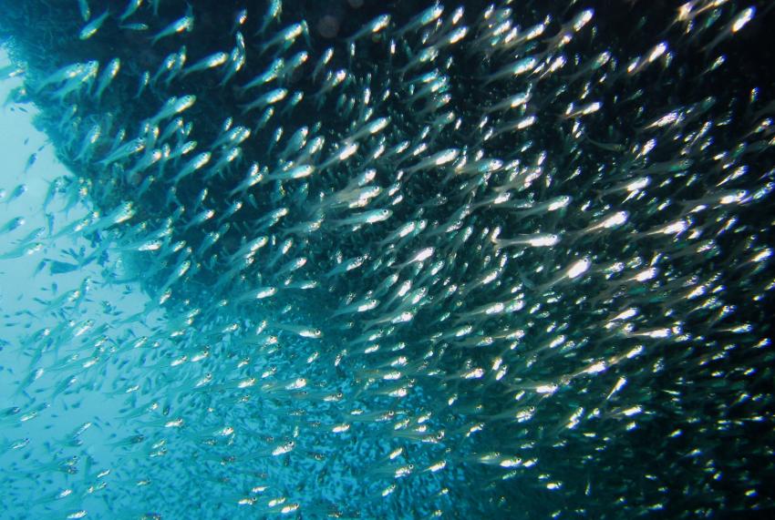 Stingray Tauchsafari, Malediven allgemein,Malediven,Schwarm,Glasfische