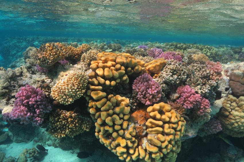 Corals, Blue Ocean Diving Center, Abu Dabbab, Ägypten, Marsa Alam und südlich