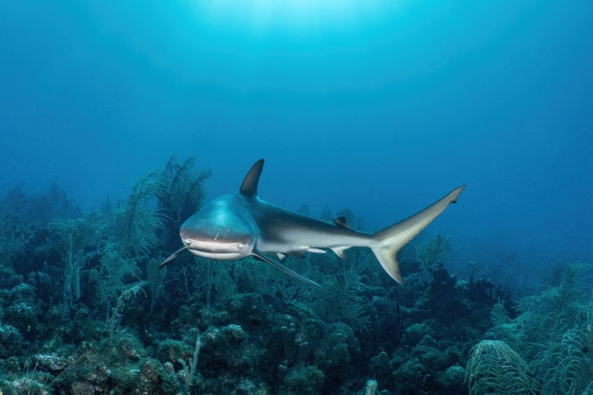 Caribbean Explorer II, Niederländische Antillen, Saba