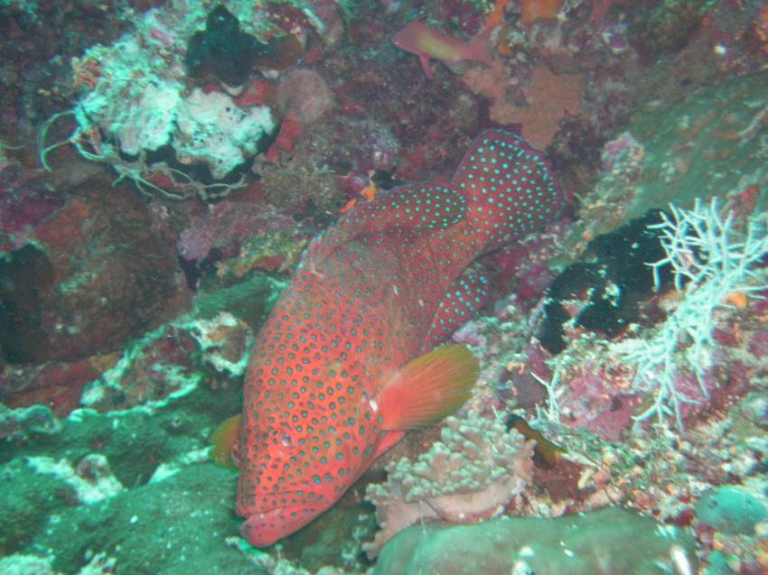 Vilu Reef, Vilu Reef,Malediven