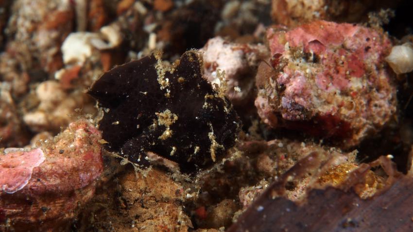 Frogfishmania Part 3, Lembeh Strait,Nord Sulawesi,Indonesien,Anglerfisch,Frogfisch