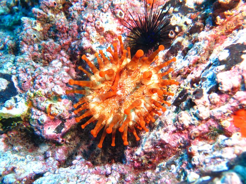 Keulenanemone, Keulenanemone, Atalaia, Atalaia Diving Center, Anemone Reef, Madeira, tauchen, Portugal