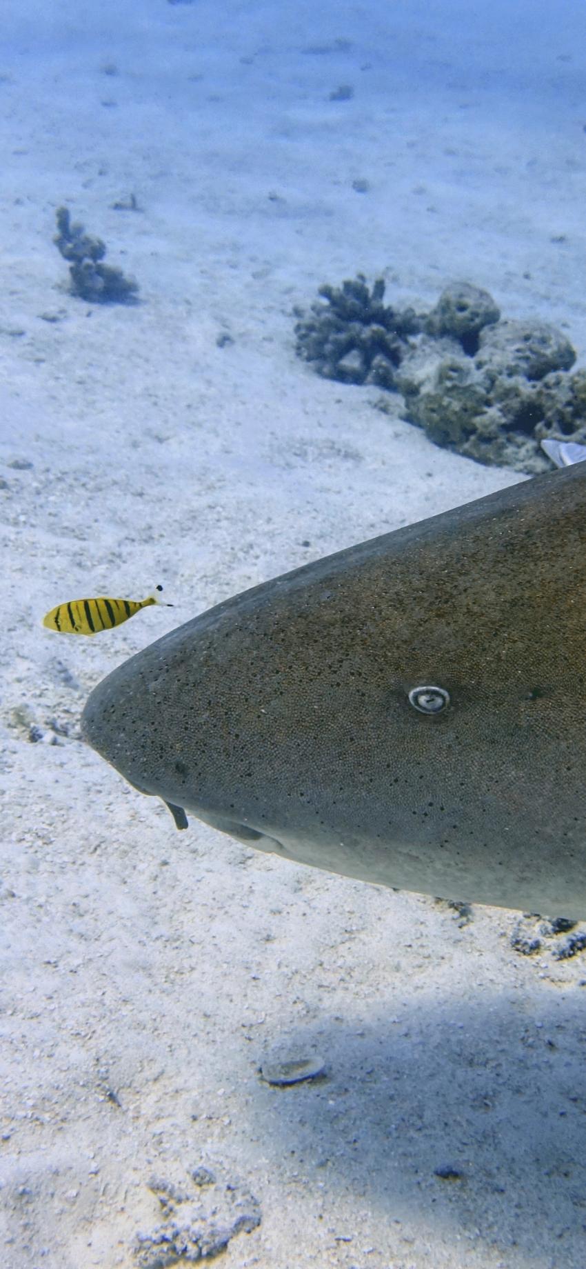 Ammenhai, Hammerhead 2, Malediven