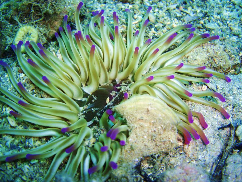 Trogir, Trogir,Kroatien,wachsrose,anemone