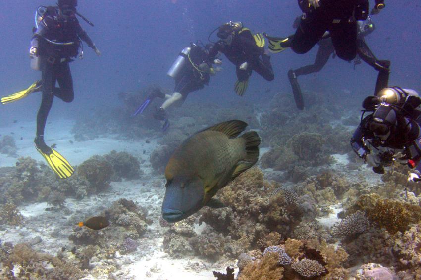Der ganz normale Wahsinn, Scorpion Dive Club Sharm el Sheikh, Ägypten, Sinai-Süd bis Nabq