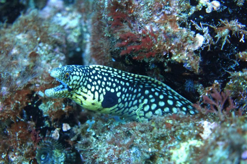 Hornmuräne, Kapverden, Cabo Verde, Haliotis Dive Center, Mindelo, Kap Verde