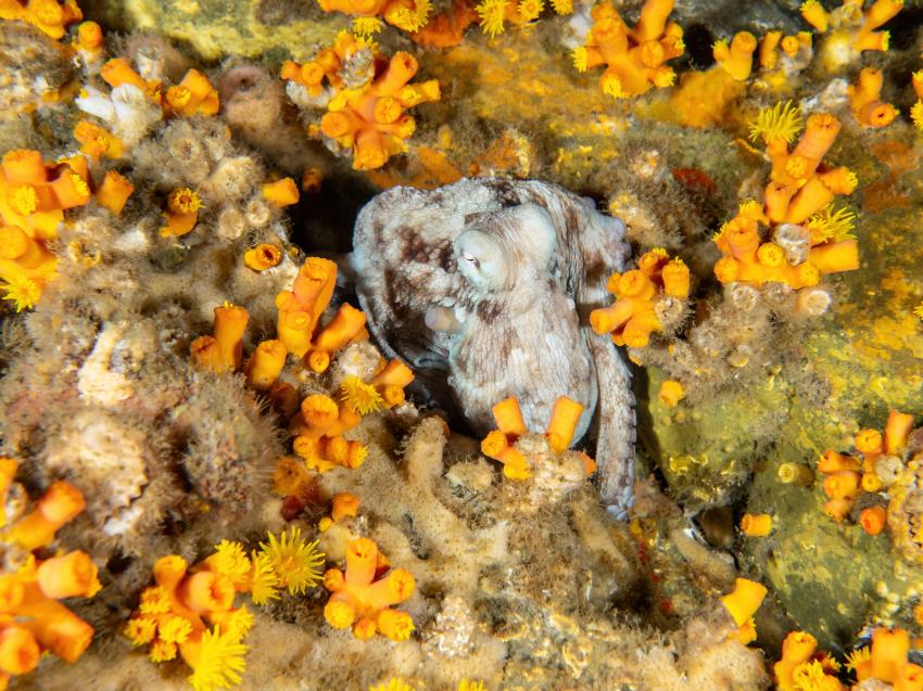 Dive São Tomé, Sao Tome und Principe