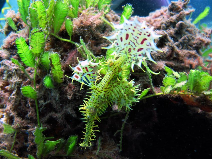 north bali dive center, Bali,Indonesien,Geisterpfeifenfisch,grün