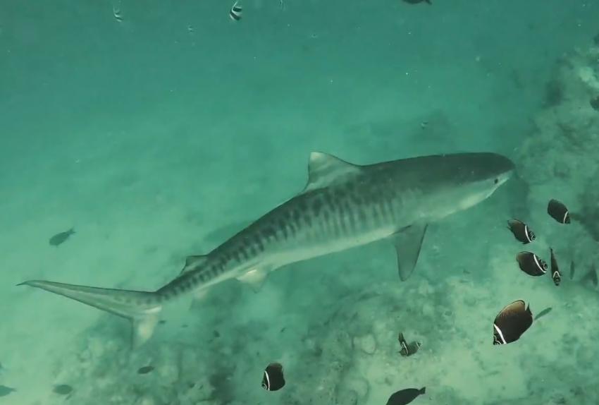 Hammerhead 2, Malediven