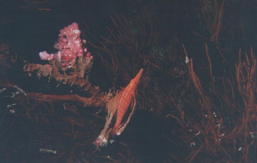 Safaga, Safaga - allgemein,Ägypten