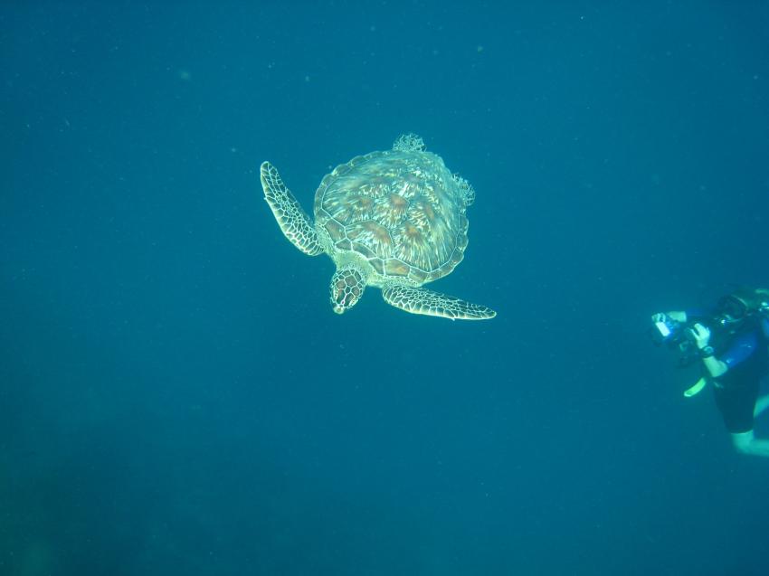 Kuredu - Lhaviyani Atoll, Kuredu,Malediven,Meeresschildkröten