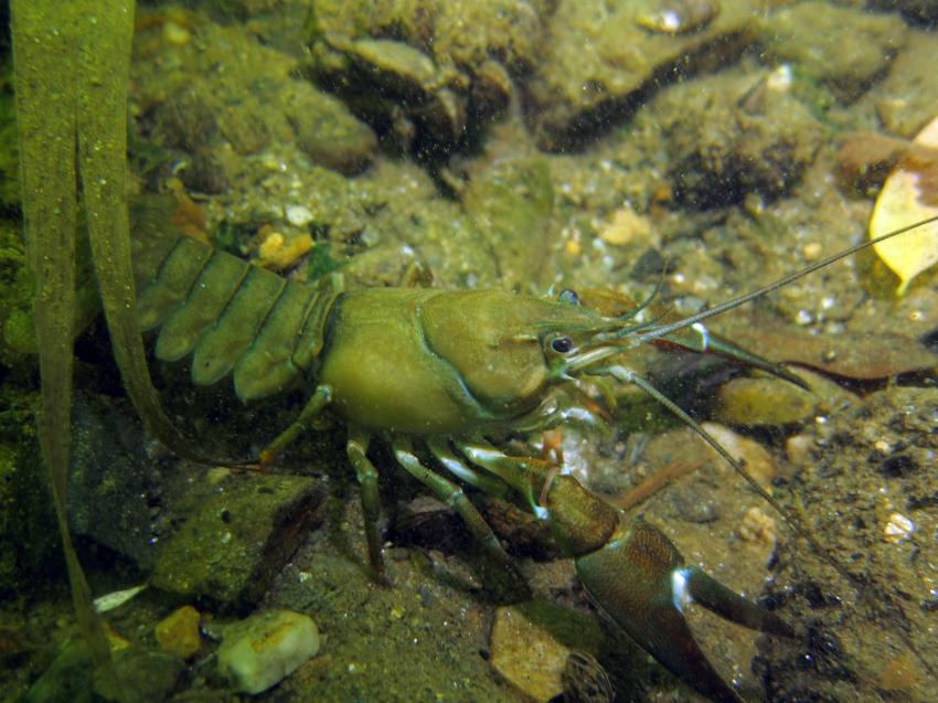 Bootsanlegestelle, Ossiachersee,Sattendorf,Österreich