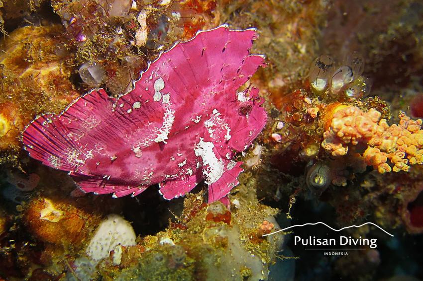 Pulisan Diving, NS Cap, Indonesia, Happy Dugong Dive Center im Pulisan Beach Resort, Indonesien, Sulawesi