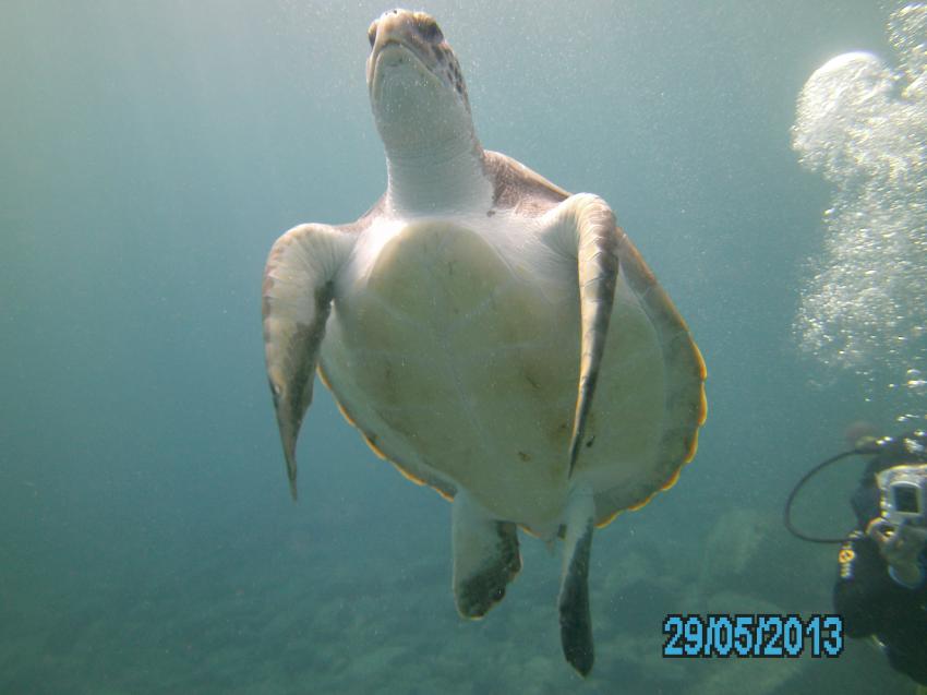 El Puertito - Meeresschildkröte, Playa Paraiso,Teneriffa,Spanien