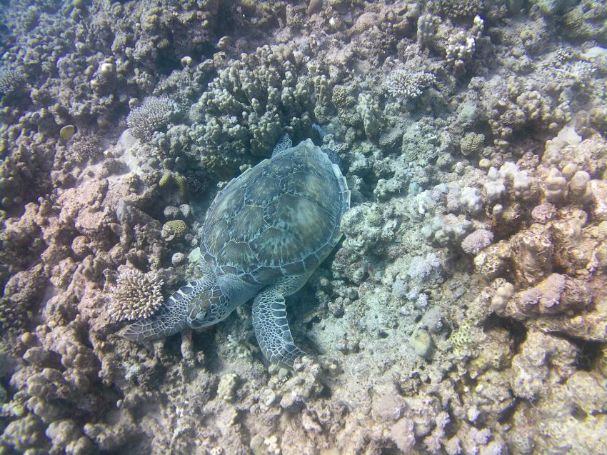 Blue Aqua - German Diving Center, Ägypten, Safaga