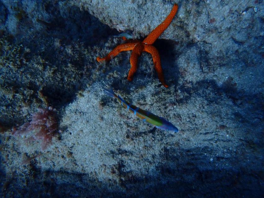 Playa Chica/Puerto Del Carmen - Lanzarote, Dive Point 57, Spanien, Kanaren (Kanarische Inseln)