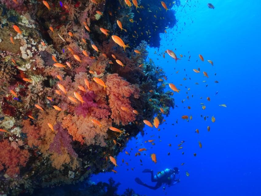 Ras Mohammed, Blue Ocean Dive Club Sharm El Sheikh, Ägypten, Sinai-Süd bis Nabq