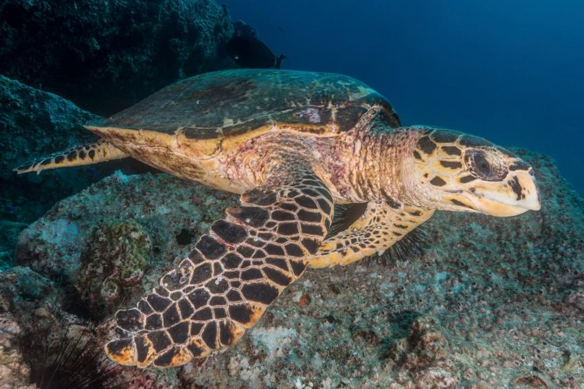 Schildkröte, Galatea, Seychellen