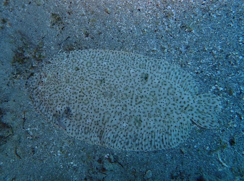 Atlantik Diving Center, Ägypten, El Quseir bis Port Ghalib