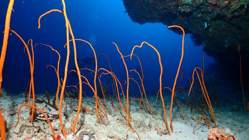 DivePoint Guraidhoo, Malediven