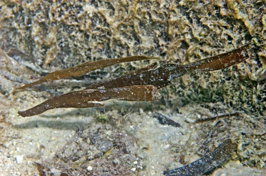 Lhaviyani Atoll Komandoo, Lhaviyani Atoll Komandoo,Malediven,Solenostomus cyanopterus,Ghostpipefish,Geisterpfeifenfisch