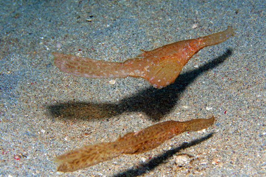 Pulau(= Insel) Sahaung (Bangka Archipel), Pulau Sahaung,Indonesien,Robuste Seegras-Geisterpfeifenfische,Pärchen (Solenostomus cyanopterus)