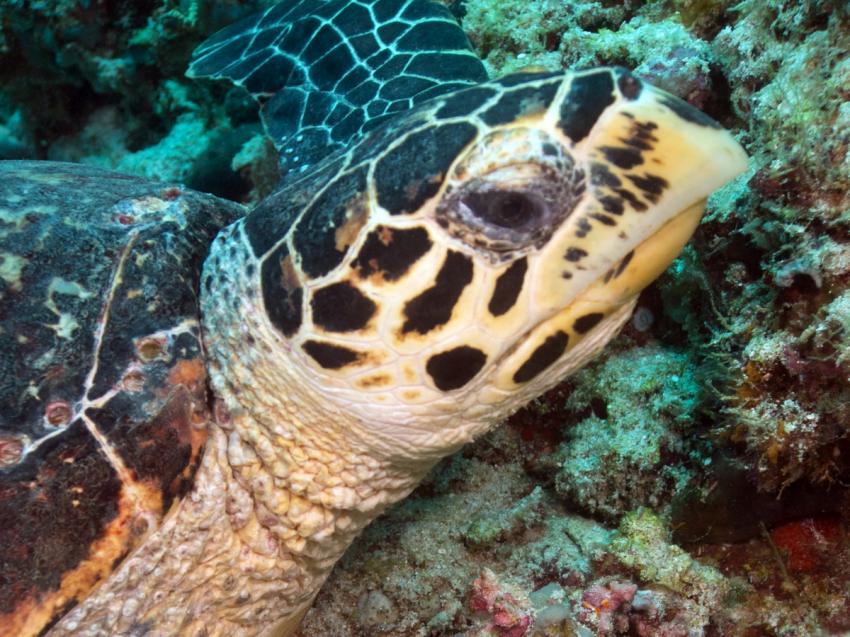 viele Nemos und eine Schildkröte, Ari Atoll Bathala,Malediven