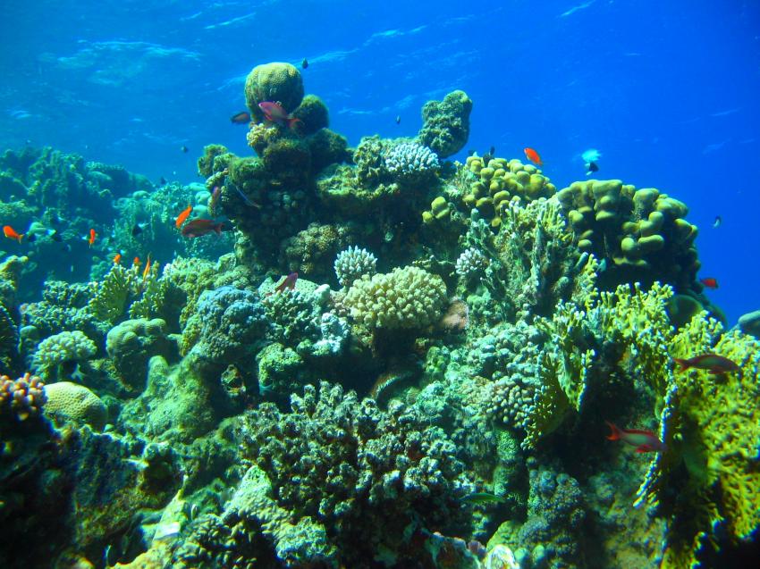 Ras Mohamed - Iolanda Reef, Wrack der Jolanda,Ägypten