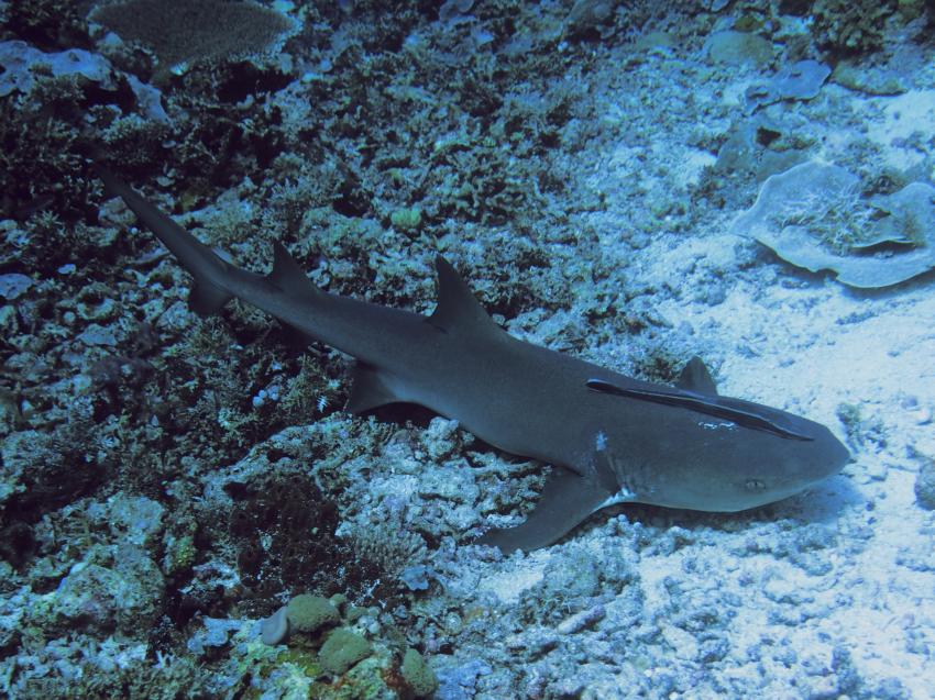 Apo Reef; Weißspitzen-Riffhai, Apo Reef, Pandan Island, Sablayan, Philippinen