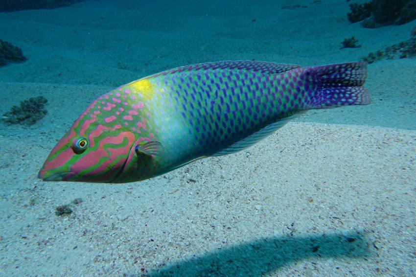 Ducks Diving Quesier at Rohanou Beach Resort, Ägypten, El Quseir bis Port Ghalib