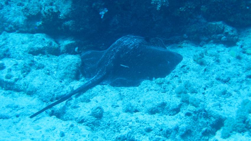 Merville Diving (Merville Hotel Gand Baie), Grand Baie,Mauritius