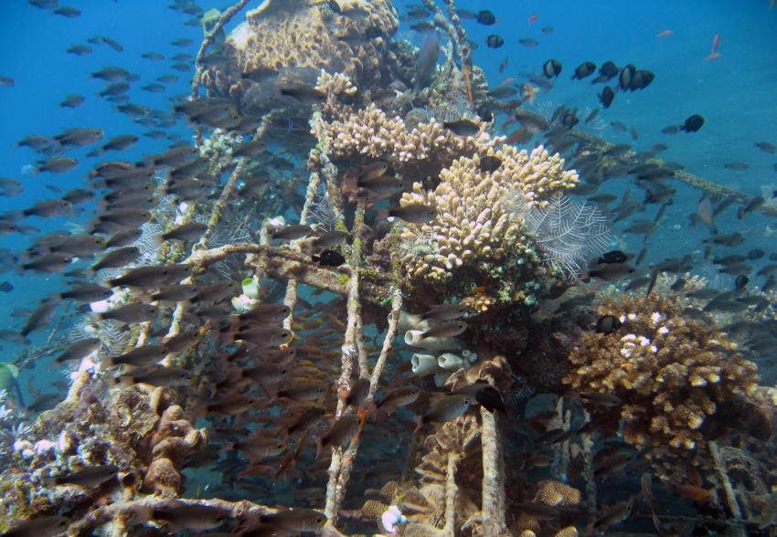 Coral Garden, Tulamben,Indonesien,Korallen-Projekt,künstliches Riff