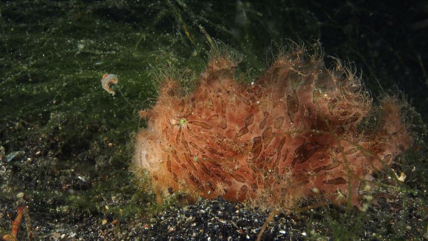 Frogfishmania Part 3, Lembeh Strait,Nord Sulawesi,Indonesien,Anglerfisch,Frogfisch
