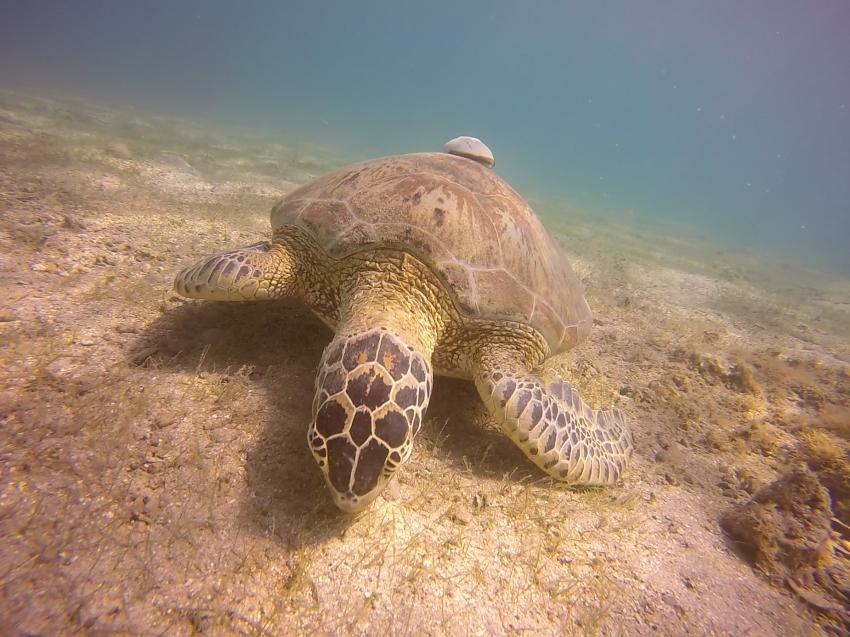 Schnorcheln mit Schildkröten, Abalone Plongée, Mayotte, Mayotte