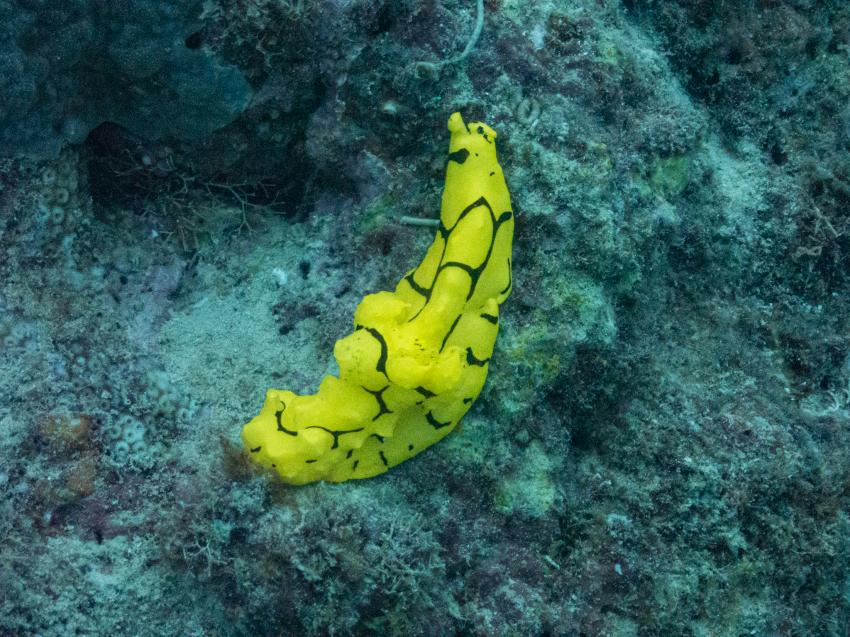 Banana Nudibranch, Ocean Quest, Deep Sea Divers Den, Cairns, Australien