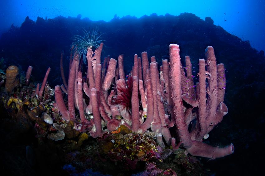 Schwämme soweit das Auge reich, wall dive indonesia, Lavana Dive & Nature Resort, Pulau Unauna, Indonesien, Sulawesi