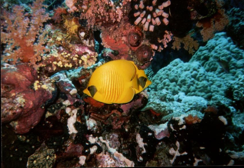 Safaga, Safaga - allgemein,Ägypten