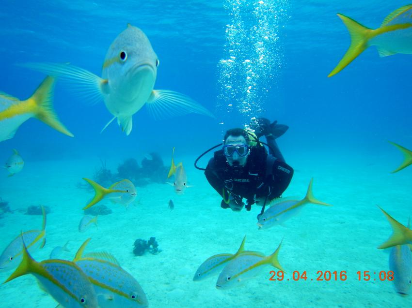 Karibik, Ponts Paradis, Las Antillas Diving Club, Varadero, Kuba
