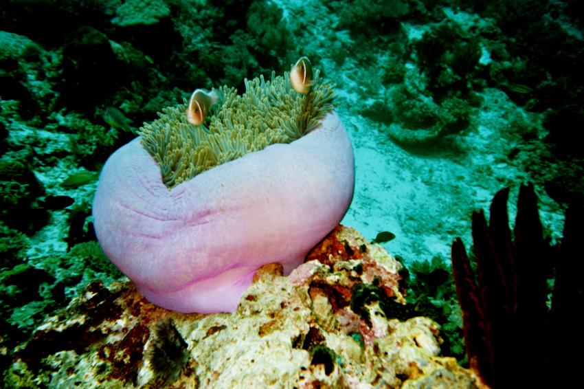 Malapascua nördl. von Bohol, Malapascua,Philippinen,anemone,clownfische