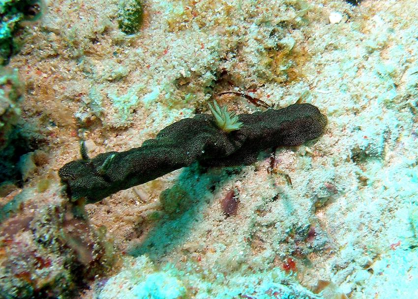 Mabul, Mabul,Malaysia,Nacktschnecke,schwarz