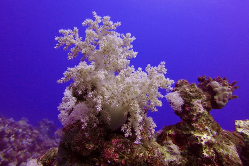 Ducks Diving Quesier at Rohanou Beach Resort, Ägypten, El Quseir bis Port Ghalib