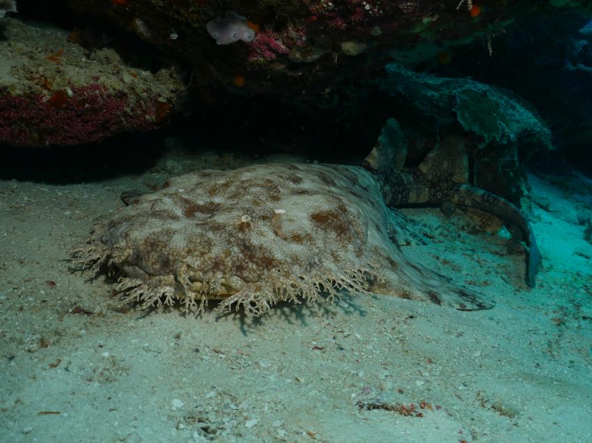 Papua Paradise Eco Resort, Indonesien, Allgemein