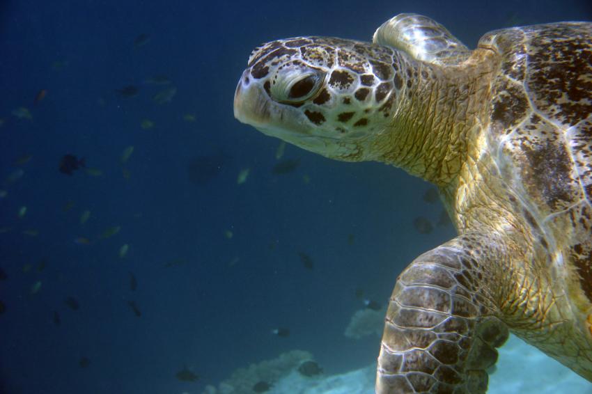 Sipadan, Sipadan,Malaysia,Meeresschildkröte