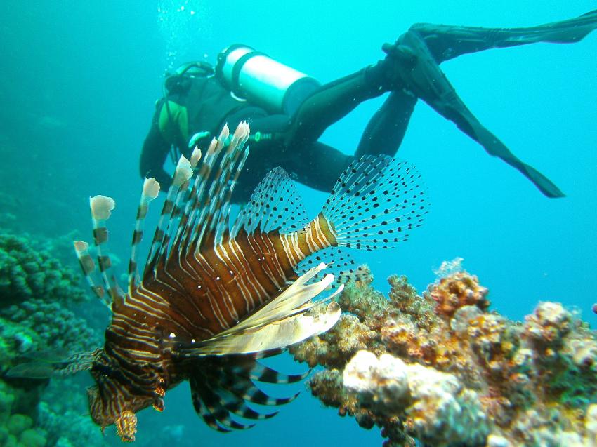 Sough Bahar, diving.DE Akassia, Ägypten, El Quseir bis Port Ghalib