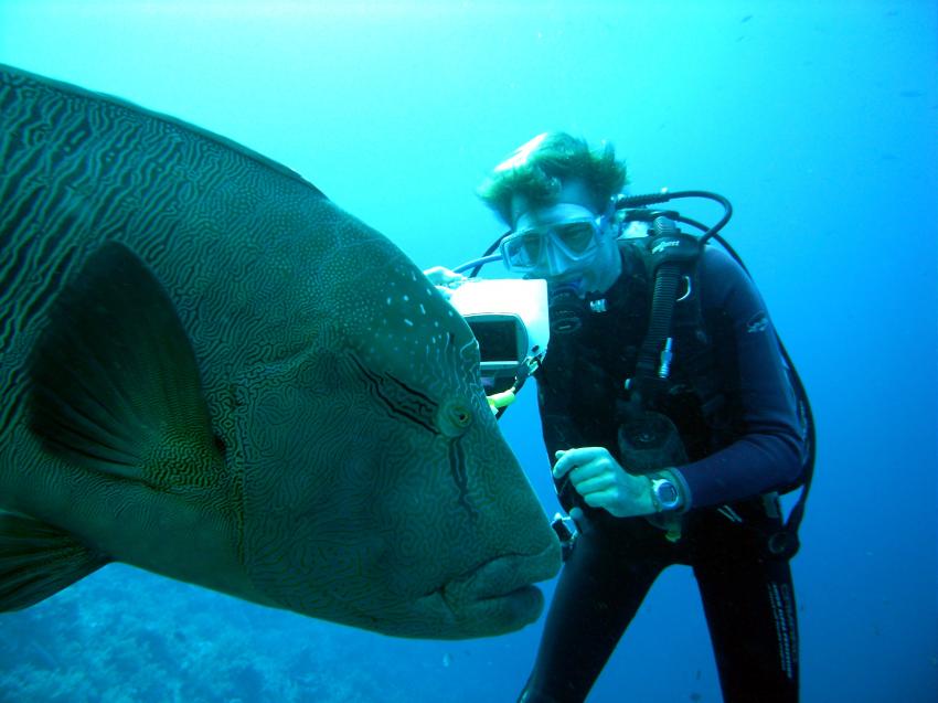 Napoleon Lippfisch wird fotografiert