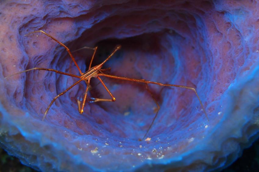 Krabbe in Anemone