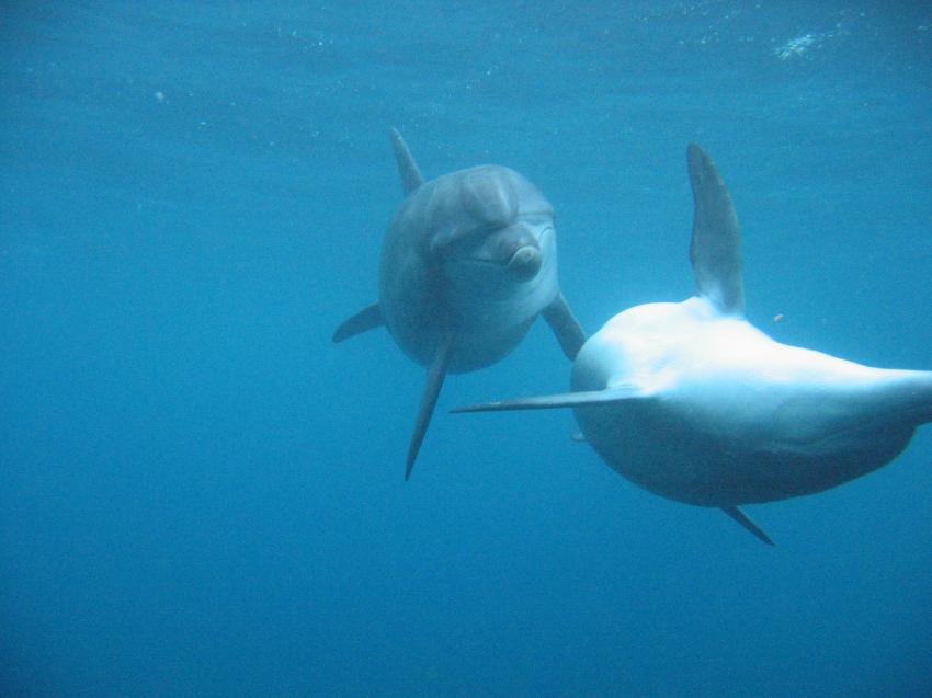 Mikurajima, Mikurajima,Japan,Delfine,Cetacea